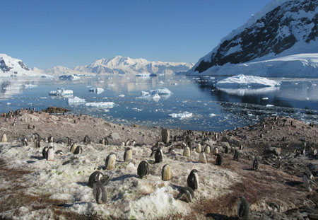 Andvord Bay from Neko Harbour