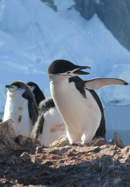 Chinstrap Penguins