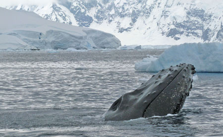 Whale in Wilhemina Bay