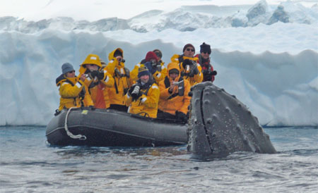 Playful Whale greets Zodiac in Wilhemina Bay