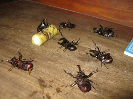 Waiting to be lunch!