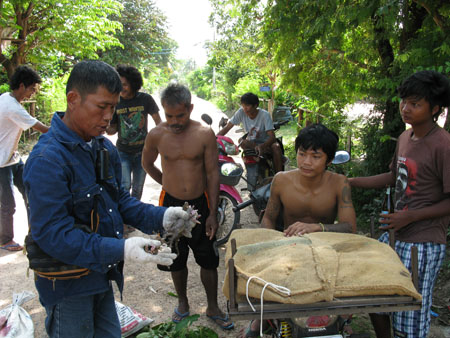 Buying Tree Lizards from the villagers