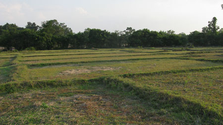 Rice Paddies waiting for water