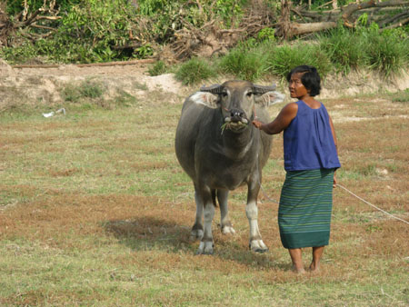 A family's staus may be measured in buffalos