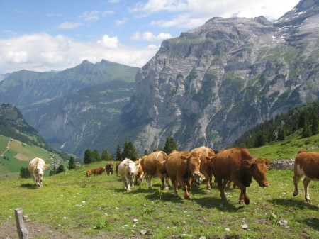 The Cows are brought up each summer to spend around three months grazing on the Busenalp Alp