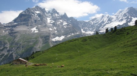 A spectacular view of Busenalp from the west with the famous Jungfrau (left) and Ebnefluh (right) the highest peaks behind