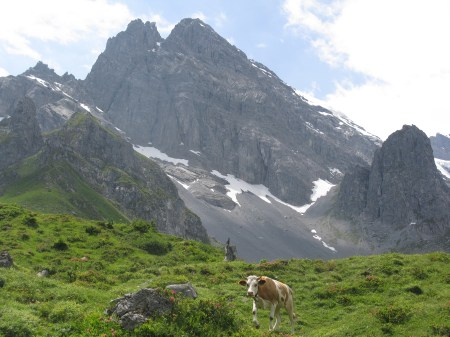 The cows roam freely in the area around Busenalp