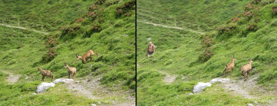 The Chamois will often come close to the hut but are easily scared by an approaching hiker
