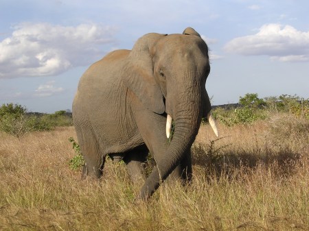 Less than 6 months later we were to meet the Elsworths by chance in the Kruger National Park in South Africa.