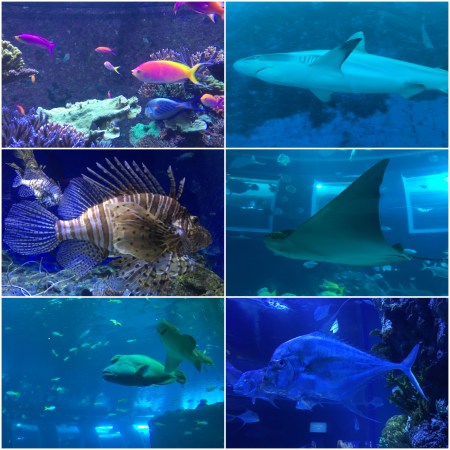 10 The South East Asia Aquarium on Sentosa displays an impressive variety of Sea Life.