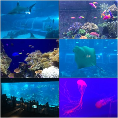  The South East Asian Aquarium incorporates some giant tanks which offer excellent viewing.