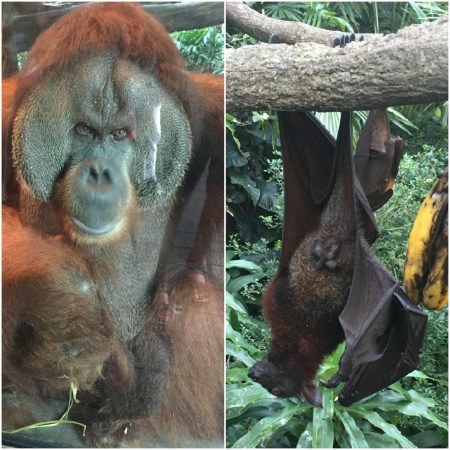 x 4 Orang Utans and Bats are just two of many species the visitor can approach at the Singapore Zoo.