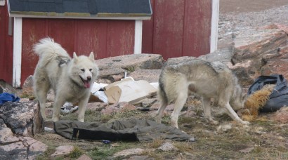 There are plenty of Dogs in Ittoqqortoormiit – for pets and transportation.