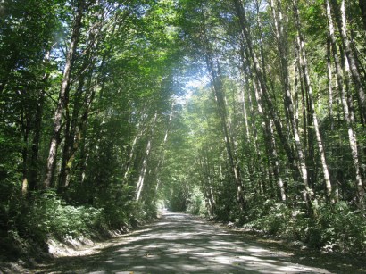 A typical BC Forestry Road.