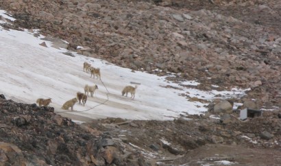 Huskies are still used for Dog Sleds